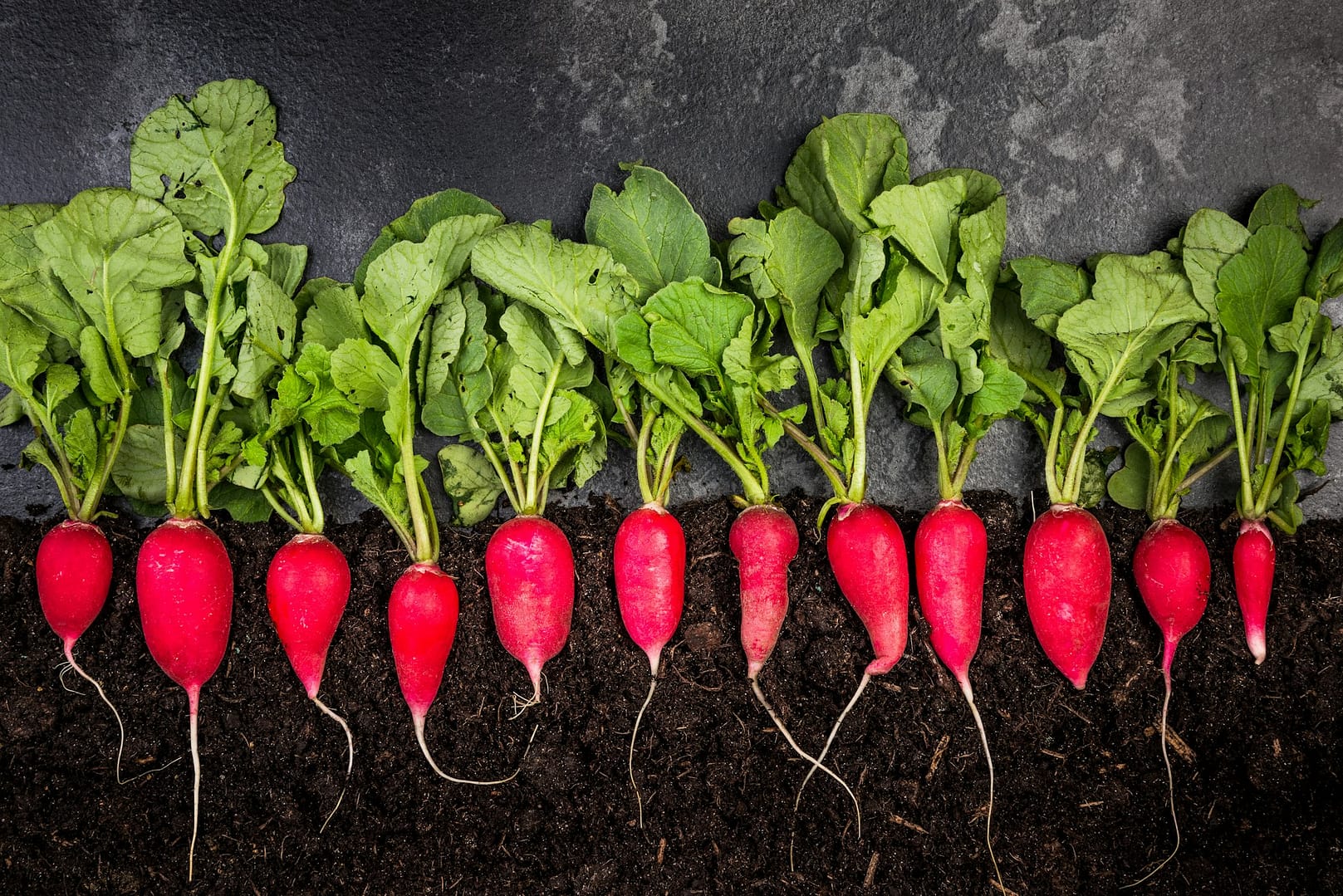 Radish Growing in Soil, Creative Gardening Concept