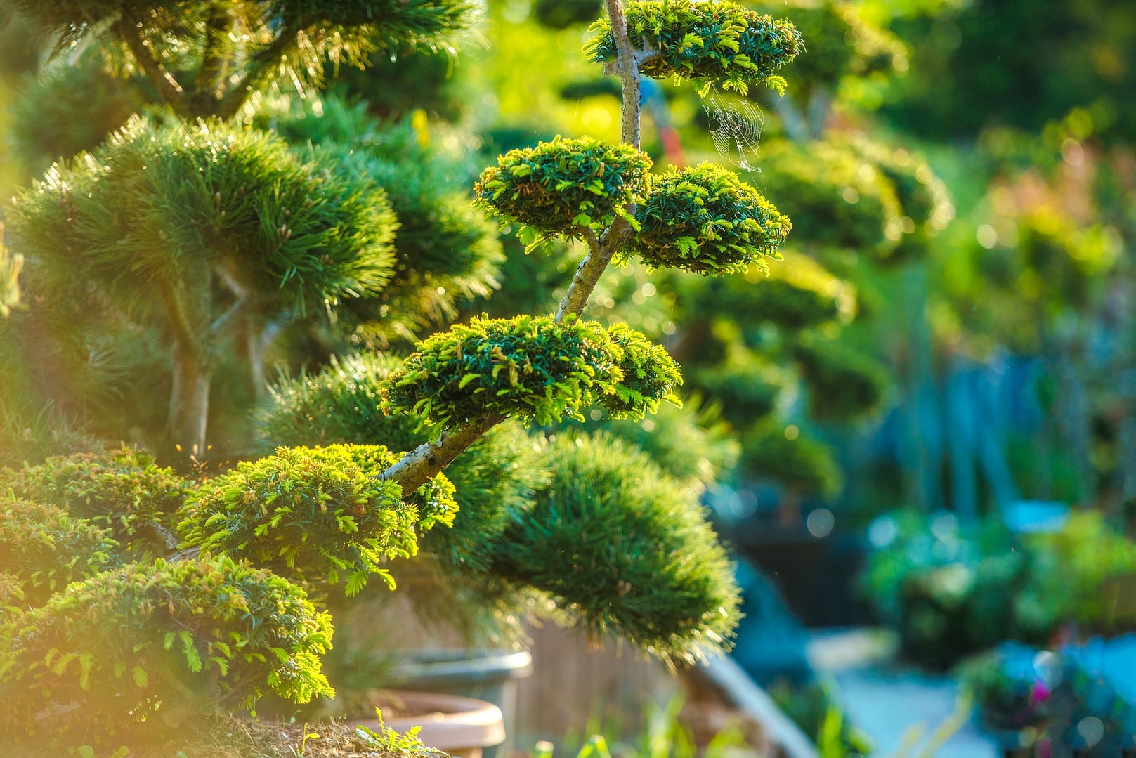 Topiary Art Garden Plants