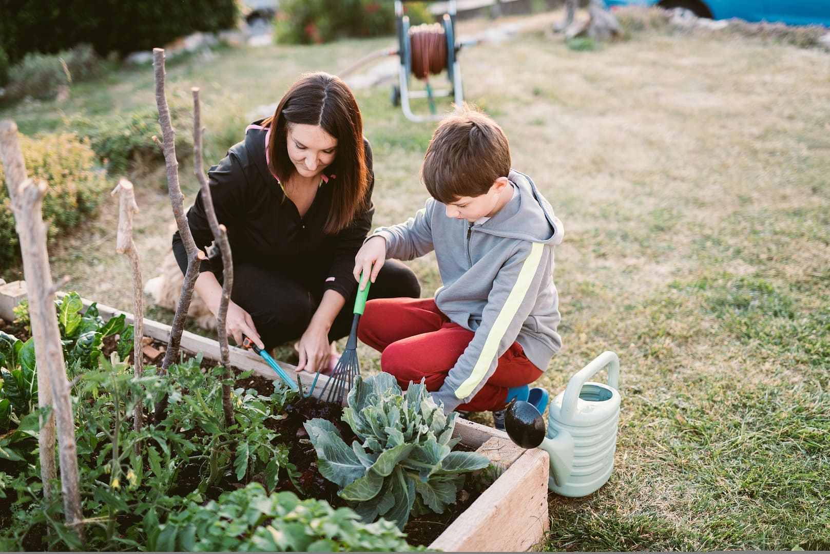 Vegetable garden