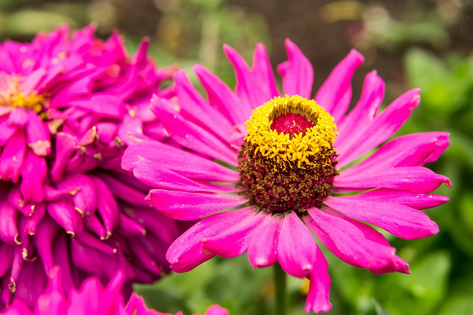 Beautiful pink flowers growing in the garden. Gardening concept, close-up.