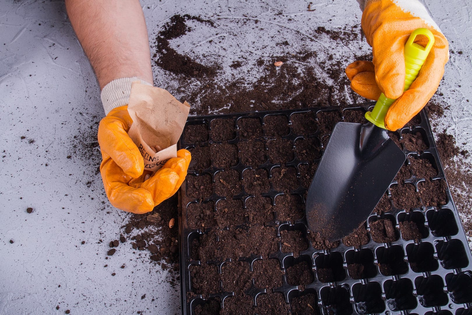 Gardening concept, planting seeds into plastic tray.