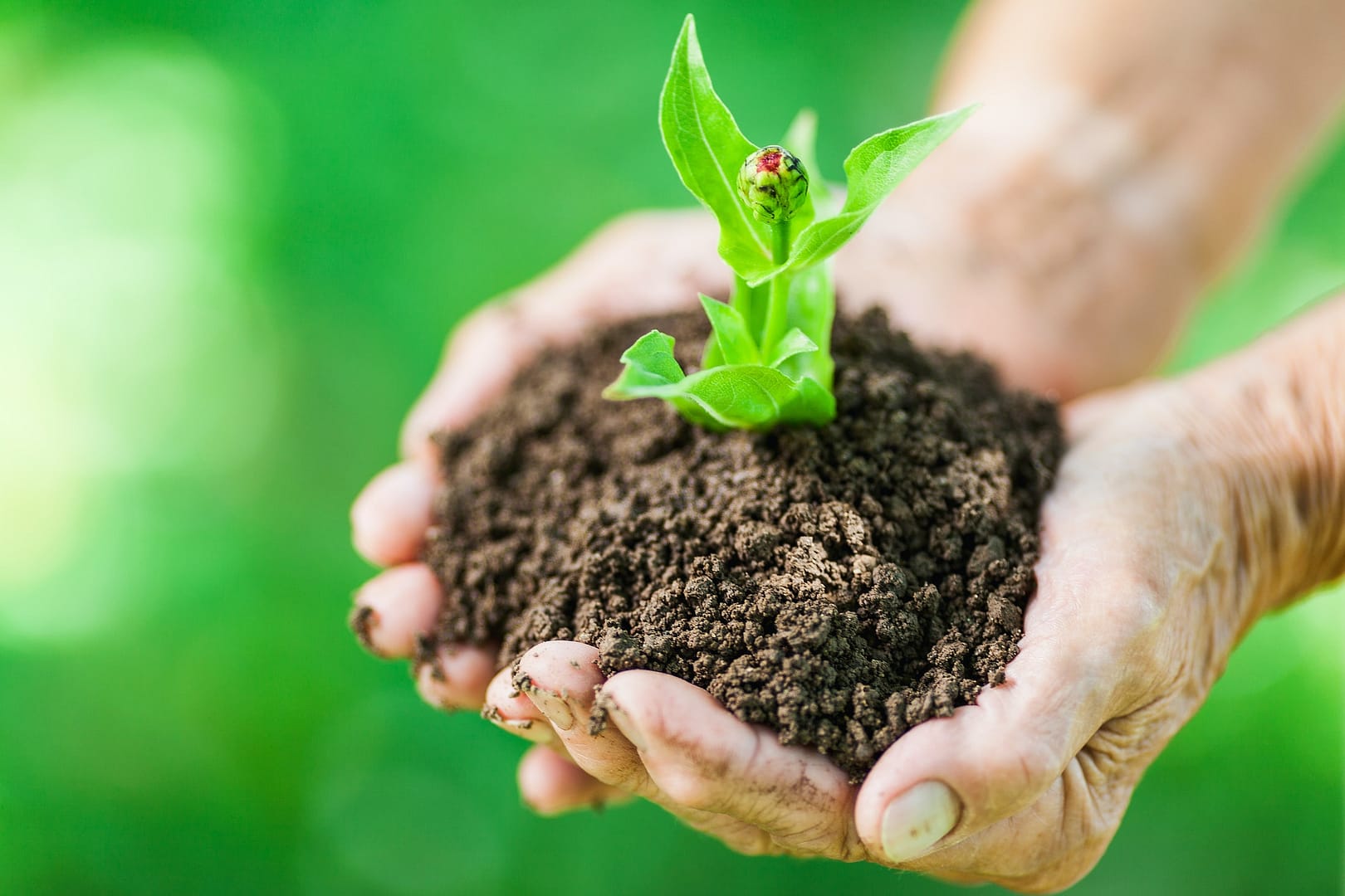 Gardening concept. Old woman holding a new plant