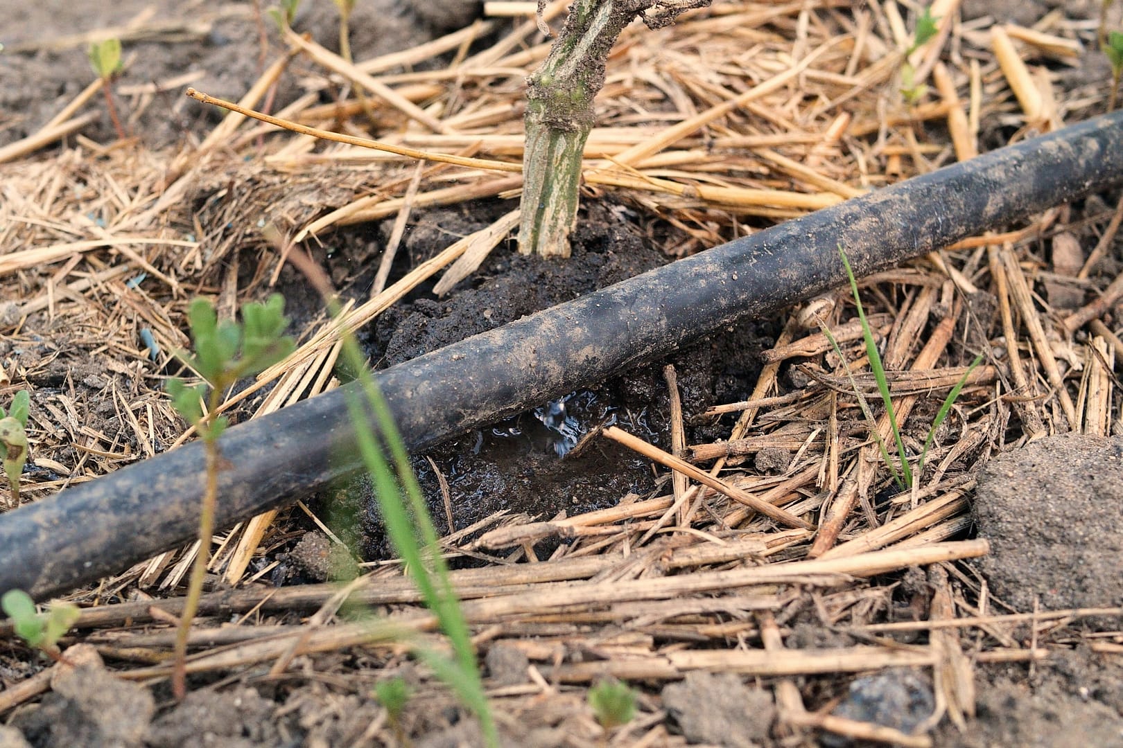 drip watering of the plant. Water drips onto the drip irrigation system