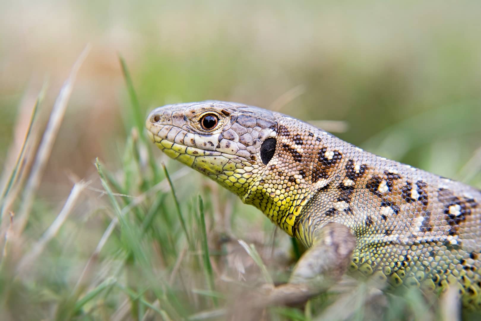 garden lizard